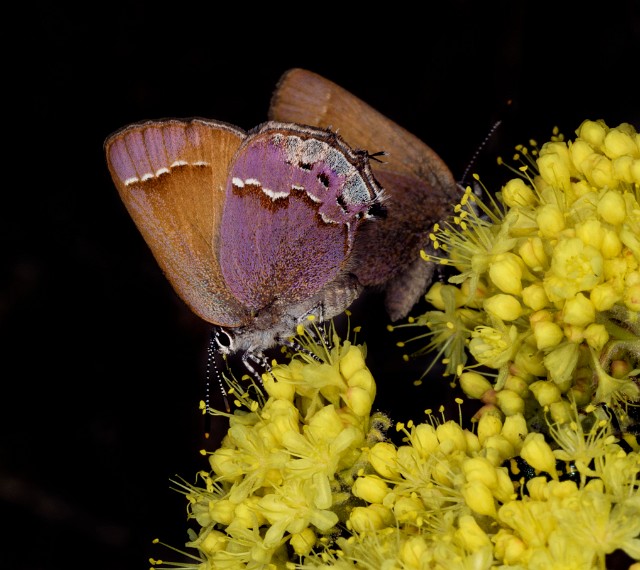 Butterfly 18-9373_1.jpg